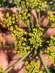 Lomatium insulare