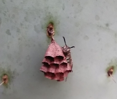 Mischocyttarus mexicanus