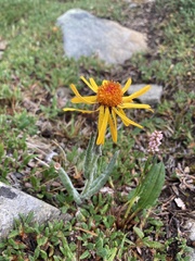 Arnica angustifolia