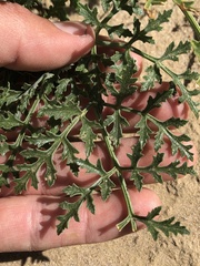 Lomatium insulare