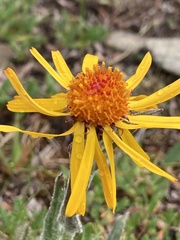 Arnica angustifolia