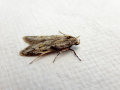 Stenoptena icmaea