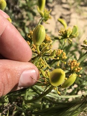 Lomatium insulare