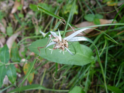 Rhynchospora pura, photograph 4
