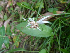 botanygirl, CC BY, iNaturalist via GBIF Rhynchospora pura, photograph botanygirl, CC BY, iNaturalist via GBIF