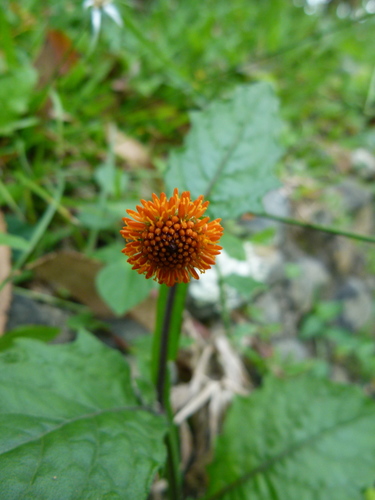 Image of Verbesina alata by (c) botanygirl, some rights reserved (CC BY)