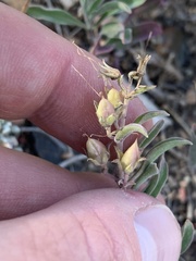 Penstemon kingii
