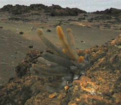 Brachycereus nesioticus