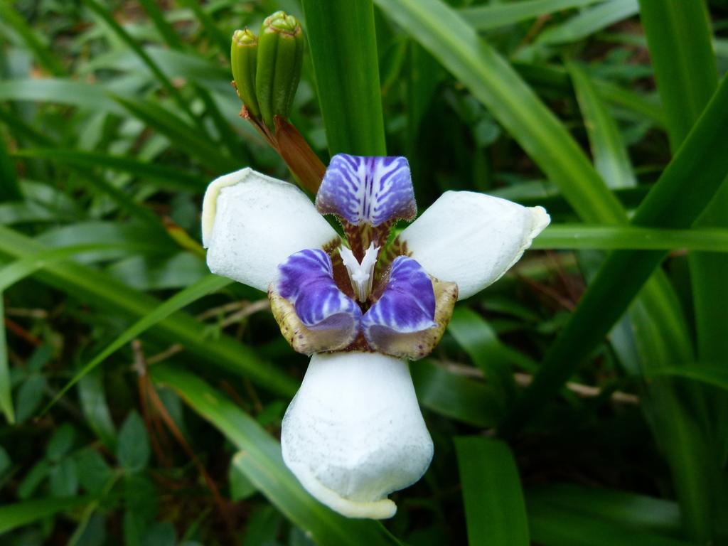 Trimezia candida, Culebras Bajo, Cayey 00736, Puerto Rico
