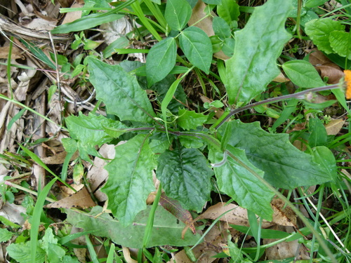 Image of Capitaneja (Verbesina alata) by (c) botanygirl, some rights reserved (CC BY)