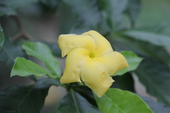 Tabernaemontana grandiflora