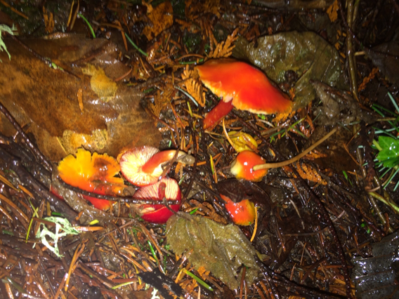 Hygrocybe coccinea image