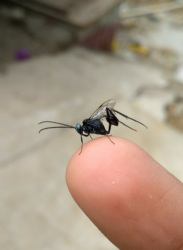 Avispa Bandera de Ojos Azules (Evania appendigaster)