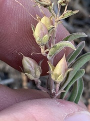 Penstemon kingii