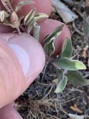 Penstemon kingii