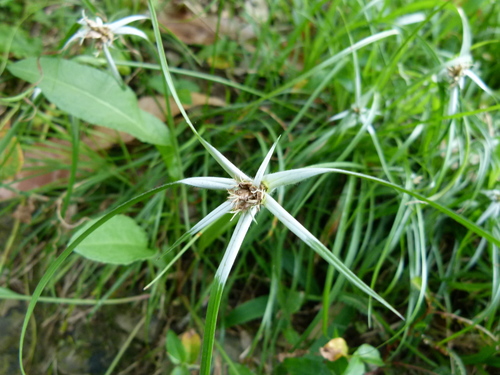 Rhynchospora pura, photograph 5