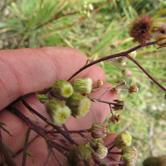 Erigeron uliginosus