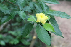 Tabernaemontana grandiflora