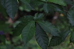 Tabernaemontana grandiflora
