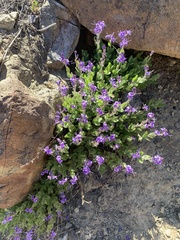 Veronica copelandii
