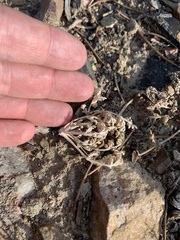 Lomatium foeniculaceum macdougalii