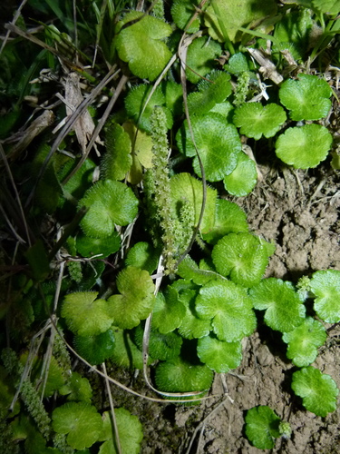 Image of Hydrocotyle hirsuta by (c) botanygirl, some rights reserved (CC BY)