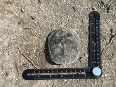 Kinosternon hirtipes