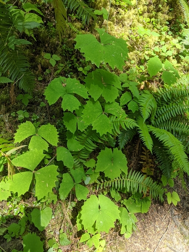 Deer's foot (Achlys californica)