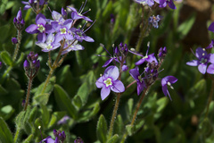 Veronica copelandii