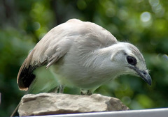 Black-Legged Seriema photo 3