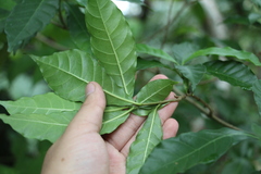 Tabernaemontana grandiflora