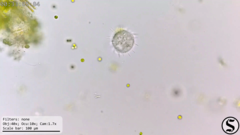 Hastatella