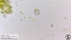 Hastatella