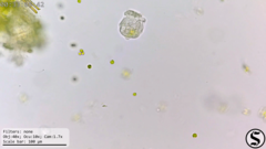 Hastatella