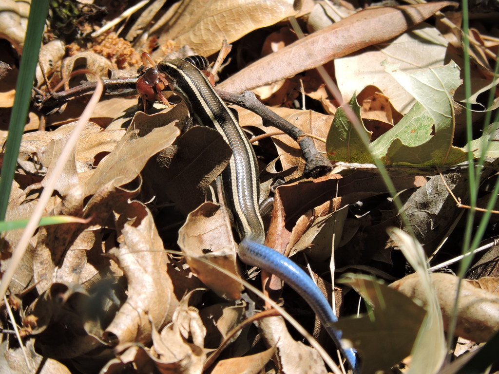Skilton's Skink