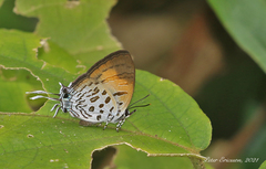 Drupadia theda