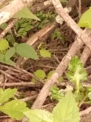 Gerrhonotus ophiurus