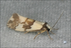 Philenora irregularis