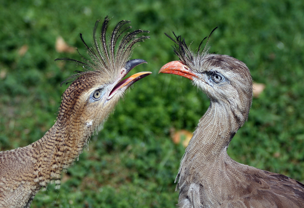 Red-legged Seriema
