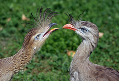 Red-Legged Seriema photo 2