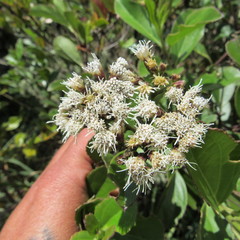 Ageratina tinifolia