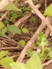 Gerrhonotus ophiurus