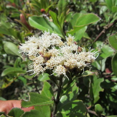 Ageratina tinifolia