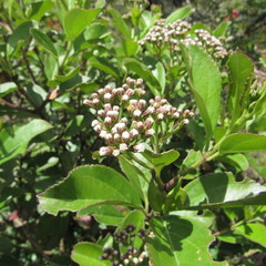 Ageratina tinifolia