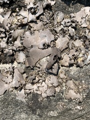 Dermatocarpon dolomiticum