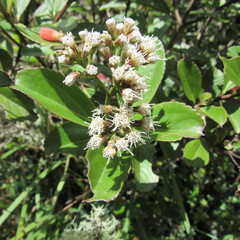 Ageratina tinifolia