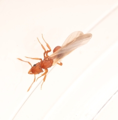 Cyphomyrmex wheeleri