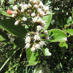 Ageratina tinifolia