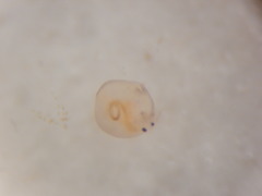 Chydoridae