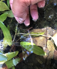 Potamogeton diversifolius